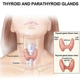 Autocollant de soins de santé pour la thyroïde et la lymphe