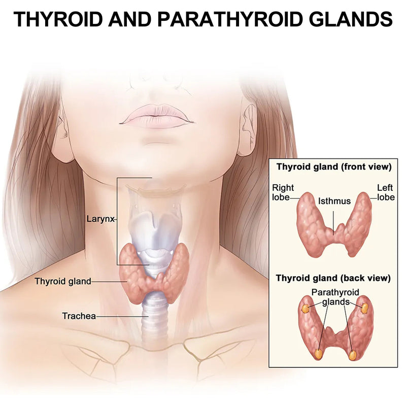 Autocollant de soins de santé pour la thyroïde et la lymphe